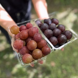 信州の粒ブドウセット【ピオーネ】×【シナノスマイル】[PnSs]