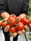 ★500g×8袋‼️4kg詰め　かねこのトマト農園