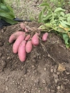 新ジャガイモ小玉4種盛り(キタアカリ、メークイン、ノーザンルビー、インカのひとみ