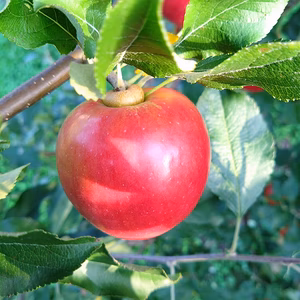 【家庭用】食べ方色々！ころっと可愛い♡《紅玉》