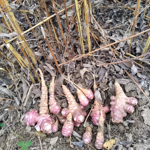美味、健康野菜、菊芋　土付き