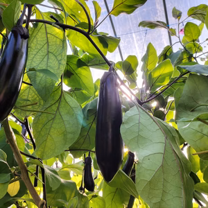 黒光りする太くて長いナス！汁や油との相性ピカイチ