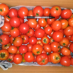 減農薬トマト麗夏 　格外品　クール便