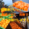 静岡県西浦産‼︎ 訳あり青島みかん 