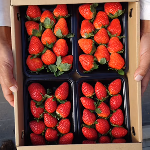 ☆楽しい苺の食べ比べ☆佐賀県の新品種いちごさん入りです☆朝摘み当日発送！約1ｋｇ