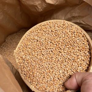  《メール便》生命力溢れる 小麦玄麦 【無農薬・無肥料 自然栽培 天日干し】
