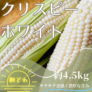 2025年予約販売【朝どれ】希少品種クリスピーホワイト　80サイズ4.5kg以上