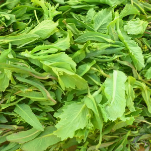 春のお目覚め！（野沢菜/小松菜）菜花400ｇ位とアサツキ30ｇ位