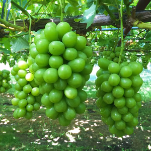 【大人気】ご家庭用　シャインマスカット　約2kg（３〜４房程度）