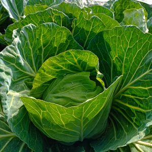 柔らかい春キャベツ