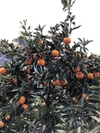 3月限定【タロッコ】国産ブラッドオレンジ2.5kg4.5kg10kgみかん