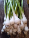 葉にんにく　自然栽培　固定種