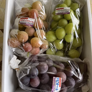 お買得！ご家庭用（着色悪い）★大粒ぶどう食べ比べ！！おまかせ3～5品種入り
