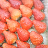 【お家に帰って食べるのが待ち遠しくなるいちご☆彡】【11月中旬～12月中旬発送】