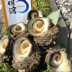 大きさにビックリ‼️美保湾　超特大サザエ(２キロ）