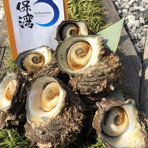 大きさにビックリ‼️美保湾　超特大サザエ(２キロ）