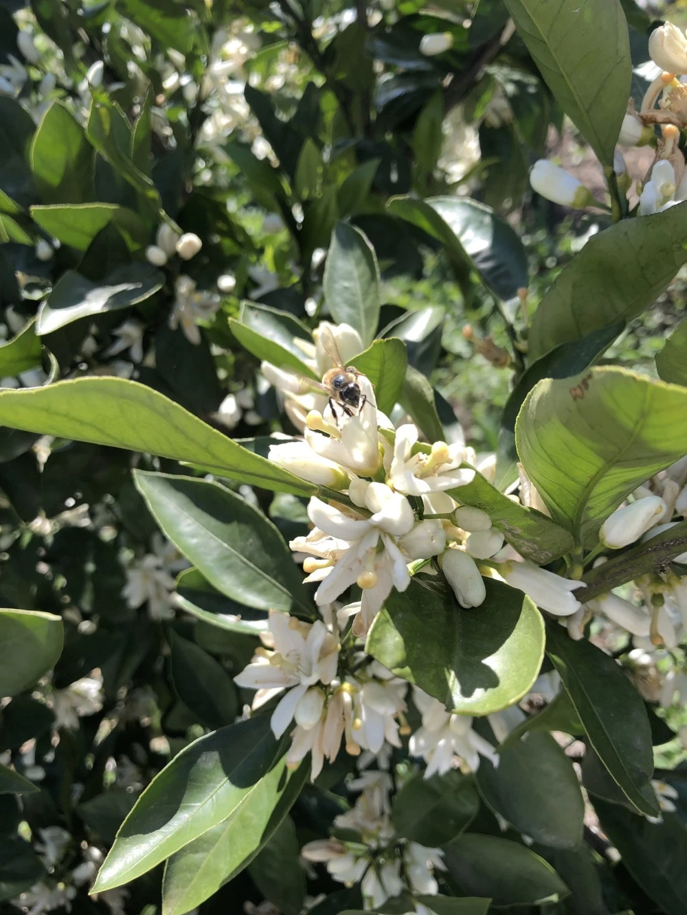 みかんの花から蜜蜂が集めてくれたハチミツ（2023年みかん蜜1200g・和歌山）