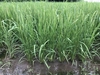五百川(精米)　農薬・除草剤・化学肥料不使用　令和２年産