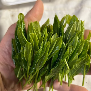 摘みたて！生茶葉（なまちゃば）旬を食す♪