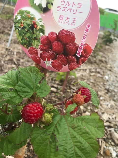 数量限定】【大粒・完熟】【農薬不使用】急速冷凍ラズベリー (600g