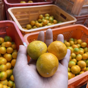 　小さくって、濃厚なみかん‼︎中山農園のゆら早生（オマケ2〜3個付）
