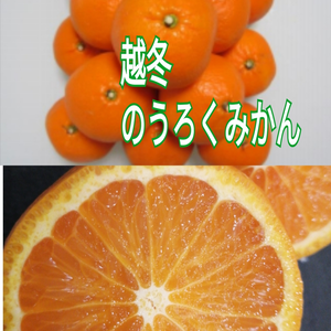 感謝セール春みかん【レア品】果汁たっぷり!4月から食べれる柑橘（のうろく）