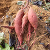 【農薬・化学肥料不使用】さつまいも〈紅はるか〉 約7kg（傷・虫喰い跡あり）