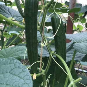 シャキシャキ新鮮！山梨県産きゅうり　訳あり込み