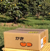 シャキシャキ食感！豊橋特産次郎柿 (贈答用  ６.５kg 約２５個)