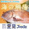 こもこもShop品質【愛媛県産】『海の鯛陽(養殖マダイ小サイズ)』神経〆付