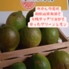 レモン　グリーンレモン　3キロ　訳あり　果皮に傷、斑点　和歌山県　有田
