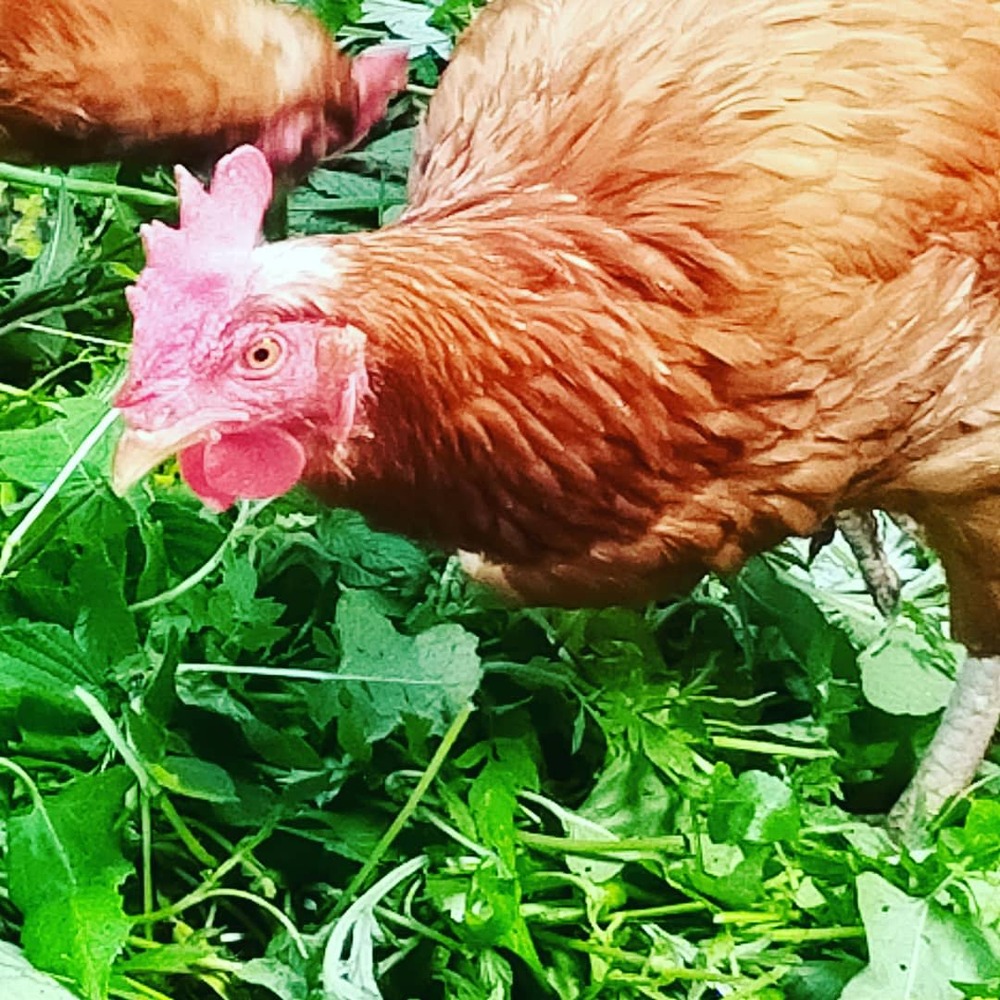 発酵ベッドでホカホカしあわせ鶏の平飼有精卵60個 ほんまの卵 本間農園 農家漁師直送のポケットマルシェ