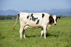 放牧牛のミルクアイス６種の味