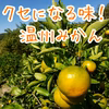 くせになる味！温州みかん