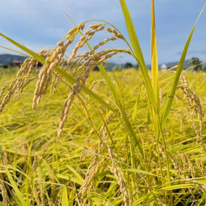 【令和7年新米】魚沼産コシヒカリ５㎏〜（精米）