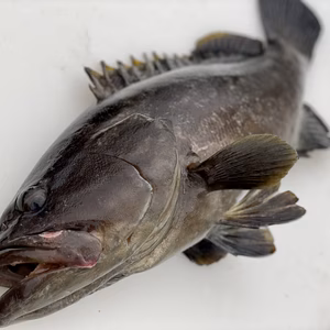 【松島産】幻の天然クエ （2.5kg）