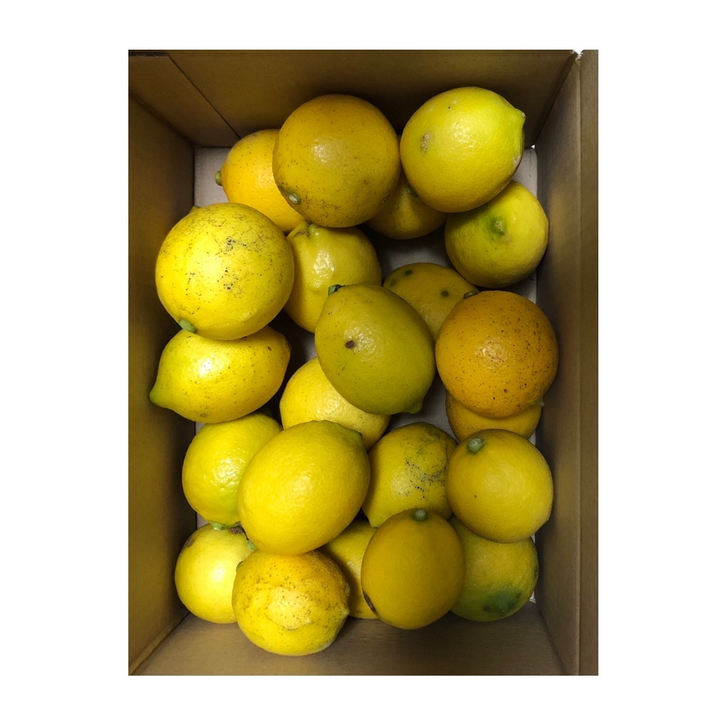 週末限定 訳あり国産レモン2kg1000円送料一律 | 農家漁師から産地直送の通販 ポケットマルシェ