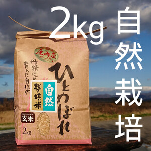 お米の旨味たっぷり自然栽培元年産「ひとめぼれ玄米」２kg