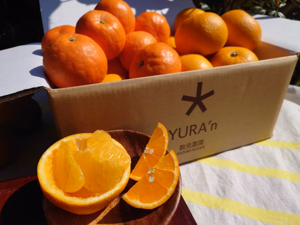 ”セミノール”と”さつき八朔”のセット"[R6年４月上中旬発送］セミと、はっさく