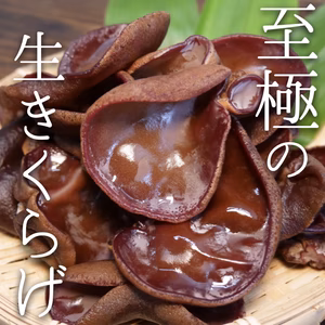 純国産【肉厚】採れたて！生キクラゲ