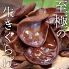 純国産【肉厚】採れたて！生キクラゲ