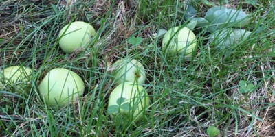 台風18号の爪あと(生産者投稿から)