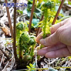 採れたて山菜天然青こごみ おひたし・ごま和え等で《予約受付》
