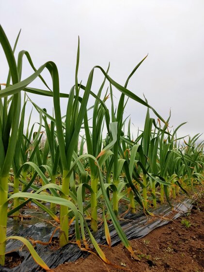 採れたて 有機栽培にんにくの芽 蕾付き 農家漁師から産地直送の通販 ポケットマルシェ