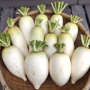 【自然栽培】今が旬！加賀野菜の源助大根 食べ切りサイズの小ぶりな大根