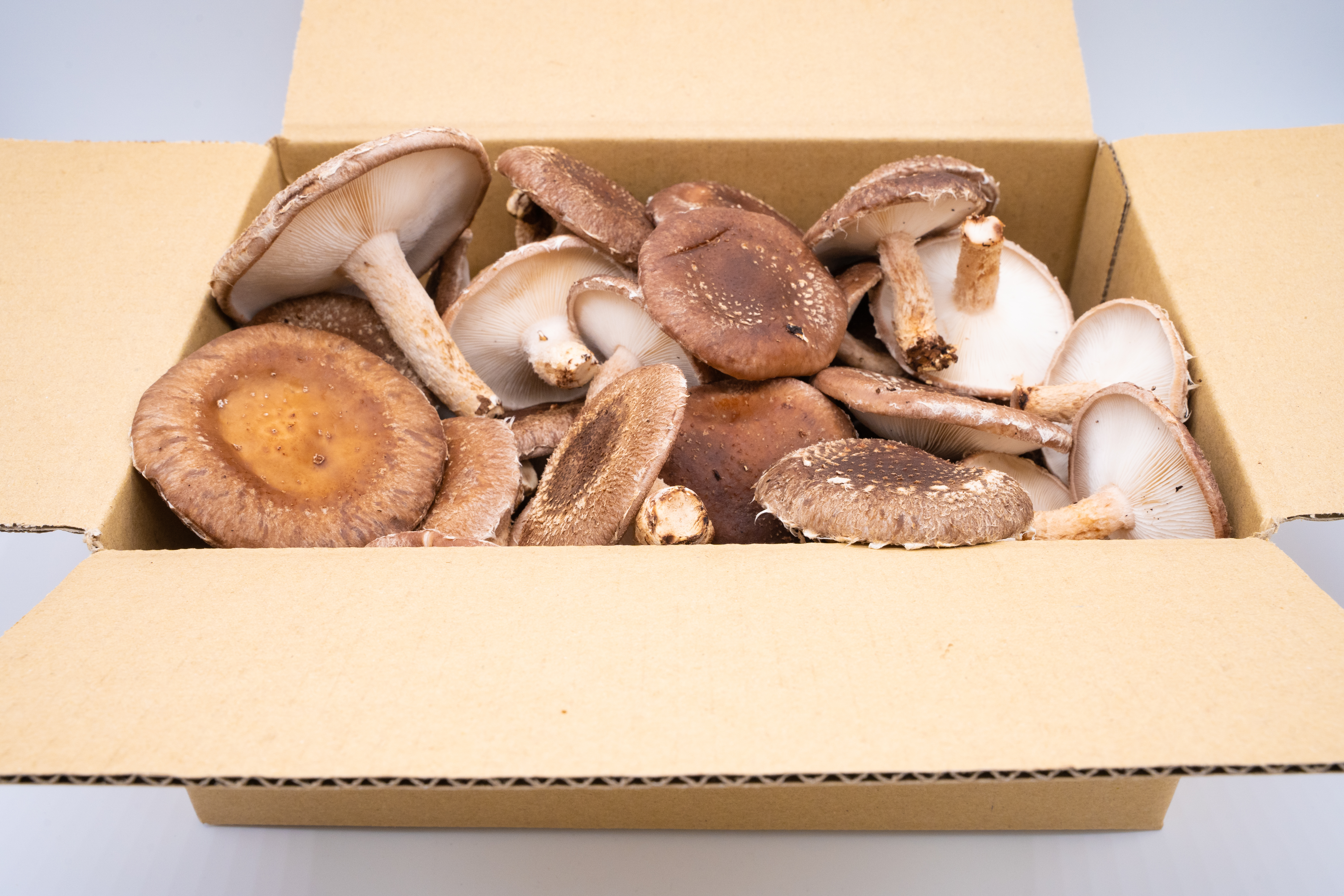 冷蔵】ご自宅用に訳ありしいたけ 湯布院菌床生しいたけ 全国銅賞受賞