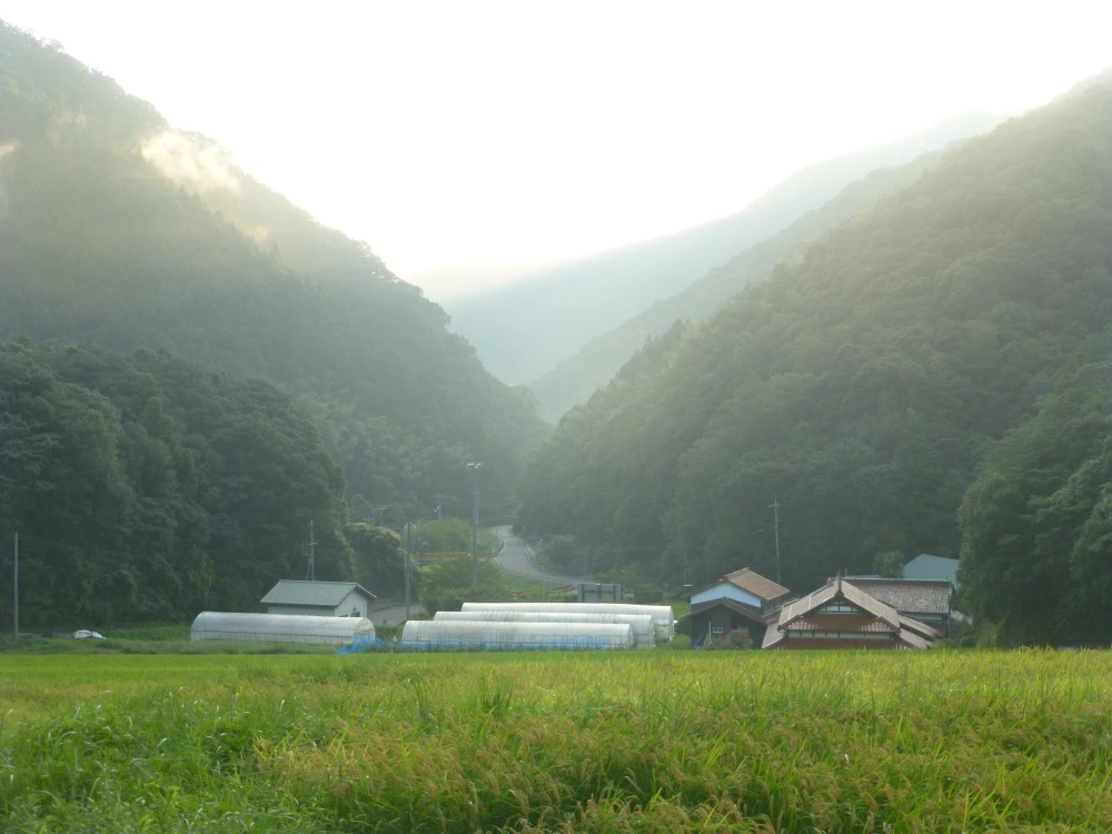 「標高300m 無農薬白菜」まるでアニメの世界観！山口県の秘境で作られた白菜