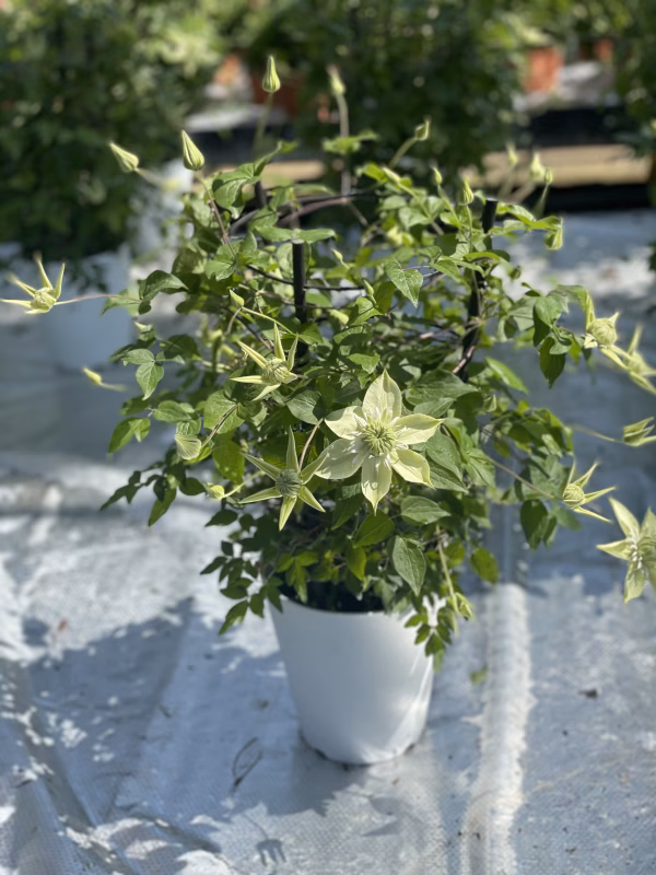 クレマチス　白万重　5寸鉢
