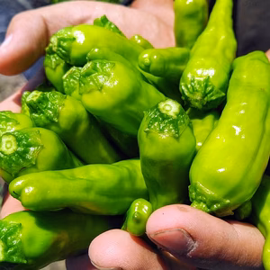 ししとう　100g/300g（採れたて即日発送 / 常温）