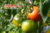 【約30％OFF！5/1~7/17まで】丹那高原トマト糖度5以上！8～16玉